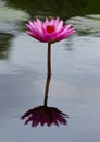 Pink waterlily with reflection on water