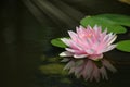 Pink waterlily reflection water surface with lights effects Royalty Free Stock Photo