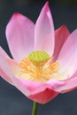 Pink waterlily on tropical garden Royalty Free Stock Photo