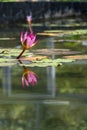 Pink waterlily in the water with reflection in a pond Royalty Free Stock Photo