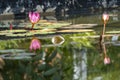 Pink waterlily in the water with reflection in a pond Royalty Free Stock Photo