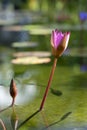 Pink waterlily in the water with reflection in a pond Royalty Free Stock Photo