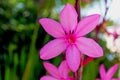 Pink Watsonia rogersii flower Royalty Free Stock Photo