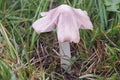 The Pink Waxcap (Porpolomopsis calyptriformis) is an inedible mushroom