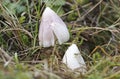 The Pink Waxcap (Porpolomopsis calyptriformis) is an inedible mushroom