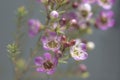 Pink waxflower closeup Royalty Free Stock Photo