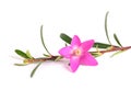 Pink waxflower sprig Royalty Free Stock Photo