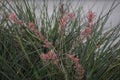 Pink Weeds Background