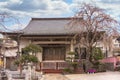 Pink weeping cherry tree at Shushoin temple of Yanaka in Tokyo. Royalty Free Stock Photo