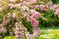 Pink Weigela florida flowers Caprifoliaceae in the park Royalty Free Stock Photo