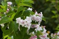 pink Weigela florida flowers Caprifoliaceae in spring Royalty Free Stock Photo