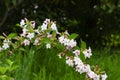 pink Weigela florida flowers Caprifoliaceae in spring Royalty Free Stock Photo