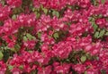 Pink weigela flower plant