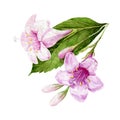 Pink weigela flowers watercolor illustration. Tender spring rose blossoms with buds and green leaves. Blooming Florida bush, isola