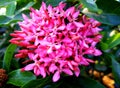 Pink west indian jasmine