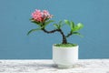 Pink west indian jasmine bonsai in small pot