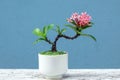 Pink west indian jasmine bonsai in small pot