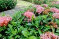 Pink west indian jasmine or Rubiaceae Bush by the Stone Walkway Royalty Free Stock Photo