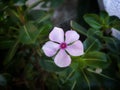 Pink west Indian periwinkle