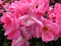 Pink Wet Roses in Spring in May Royalty Free Stock Photo