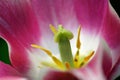 Pink tulip detail Royalty Free Stock Photo