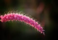 Pink wheat grass in nice blurred background wallpaper hd Royalty Free Stock Photo