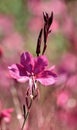 Pink Whirling Butterflies Royalty Free Stock Photo