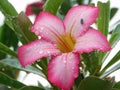 Pink and white adenium Flower