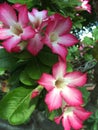 Pink & white Adenium