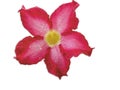 Close up of Adenium Obesum Flowers on white background with clipping path
