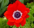 A pink and white anemone flower blooming