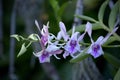 Pink and White Antelope Dendrobium Flowers with Delicate Striping
