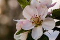 Pink and White Apple Blossom Against A Bokeh Background