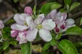 Pink white apple blossom in spring Royalty Free Stock Photo