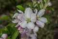 Pink white apple blossom in spring Royalty Free Stock Photo
