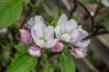 Pink white apple blossom in spring Royalty Free Stock Photo