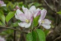 Pink white apple blossom in spring Royalty Free Stock Photo