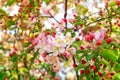 Pink white apple flower spring cherry sakura bloom Royalty Free Stock Photo