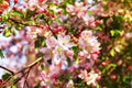 Pink white apple flower spring cherry sakura bloom Royalty Free Stock Photo
