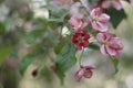 Pink and white apple tree flowers in spring, sunny day in Siberia Royalty Free Stock Photo