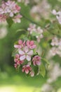 Pink and white apple tree flowers in spring, sunny day in Siberia Royalty Free Stock Photo