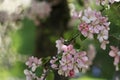 Pink and white apple tree flowers in spring, sunny day in Siberia Royalty Free Stock Photo