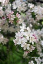 Pink and white apple tree flowers in spring, sunny day in Siberia Royalty Free Stock Photo