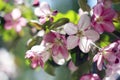 Pink and white apple tree flowers in spring, sunny day in Siberia Royalty Free Stock Photo