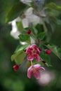 Pink and white apple tree flowers in spring, sunny day in Siberia Royalty Free Stock Photo