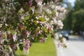 Pink and white apple tree flowers in spring, sunny day in Siberia Royalty Free Stock Photo