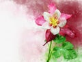 Pink and white aquilegia flower. Watercolor painting, botanical illustration Royalty Free Stock Photo