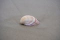 Pink and White Atlantic Giant Cockle on the beach one of the largest shallow-water bivalves