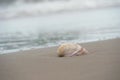 Pink and White Atlantic Giant Cockle on the beach one of the largest shallow-water bivalves