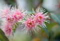 Pink and white Australian native gum tree flowers Royalty Free Stock Photo